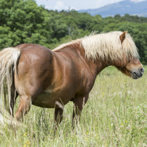 Océan - Mountain Pony