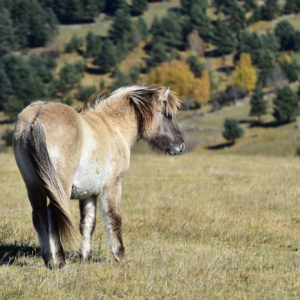 Marion LeCorre - Mountain pony