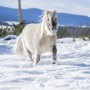 Victoire - Mountain Pony