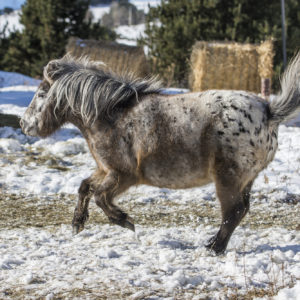 Mountain Pony