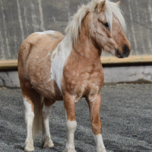 Valcro - Mountain Pony