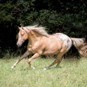 Jewel skip a star - Cindy Western Horses photographie