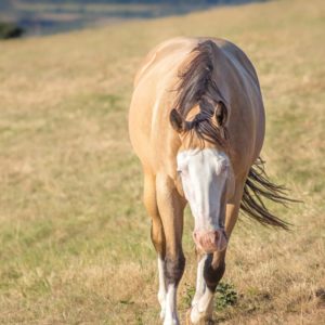 Princess ruffgun - Cindy Western Horses photographie